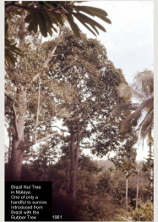 Malayan brazil nut tree