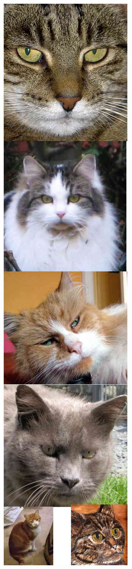 images of cats (c)reserved stephen shaw
