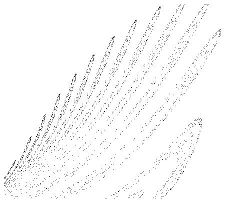 feather shape